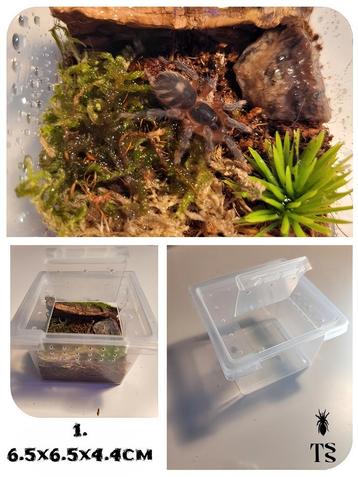 Vogelspinnen LEGO enclosures, bakjes, acrylic terrarium 