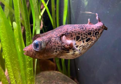 Pao Palembangensis - Bultrug kogelvis - Koidream, Dieren en Toebehoren, Vissen | Aquariumvissen, Zoetwatervis, Vis