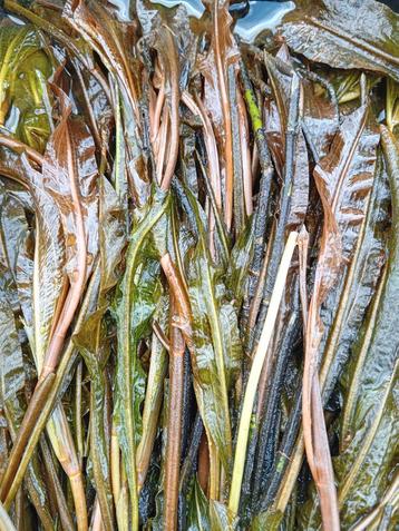 Zuurstofplanten oa. Potamogeton lucens glanzend fonteinkruid