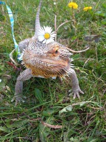 twee baardagamen plus terrarium en toebehoren