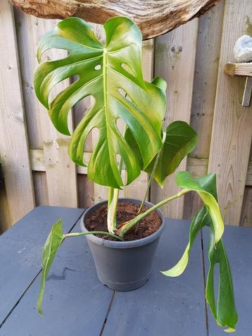 Monstera gaten plant groot blad met gaten