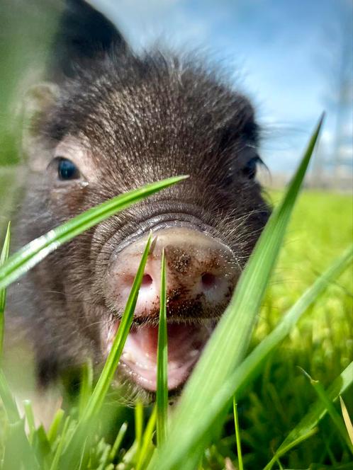 🐷🐽Verwacht! Mini Varkens, handtam, kleine beestjes🐽🐷, Dieren en Toebehoren, Schapen, Geiten en Varkens, Varken, Meerdere dieren