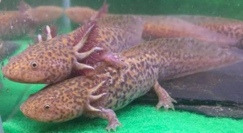 Axolotl Koper Marbled, Dieren en Toebehoren, Reptielen en Amfibieën, Amfibie, 0 tot 2 jaar