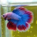 Betta - Plakat Halfmoon Fancy Double Tail - Koidream Valburg