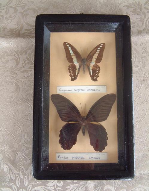 2 vlinders nr.3  graphium sapedon connectens-papilio, Verzamelen, Overige Verzamelen, Ophalen of Verzenden