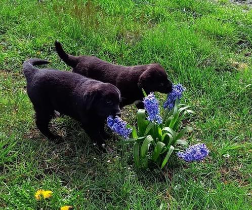 Pups:  Labrador X Keeshond, Dieren en Toebehoren, Honden | Niet-rashonden, Middel, Meerdere dieren, Fokker | Professioneel, Meerdere