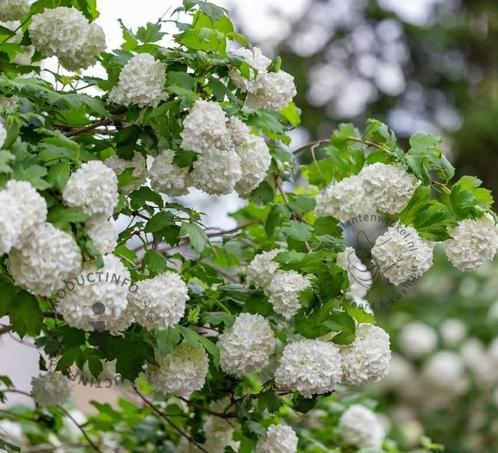 viburnum opulus roseum - Gelderse roos - struik - plant, Tuin en Terras, Planten | Tuinplanten, Overige soorten, Halfschaduw, Ophalen