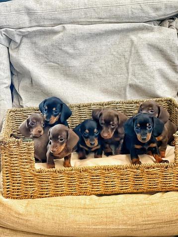 hier geboren Black&taan/choco-tann teckeltjes