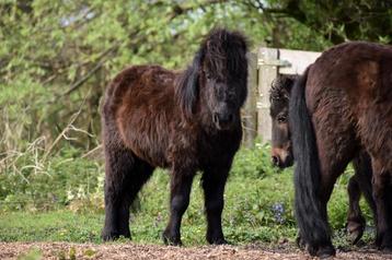 **LEUKE , LIEVE ZWARTE 2 JARIGE SHETLANDER RUIN** 