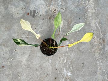 Philodendron Joepii Variegata tricolor