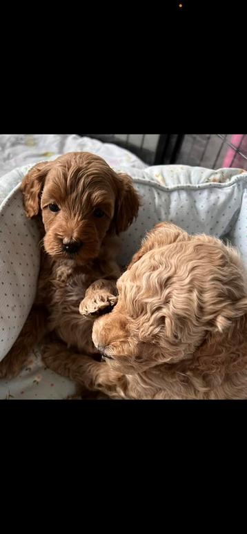 Australian Labradoodle gastgezin gezocht!