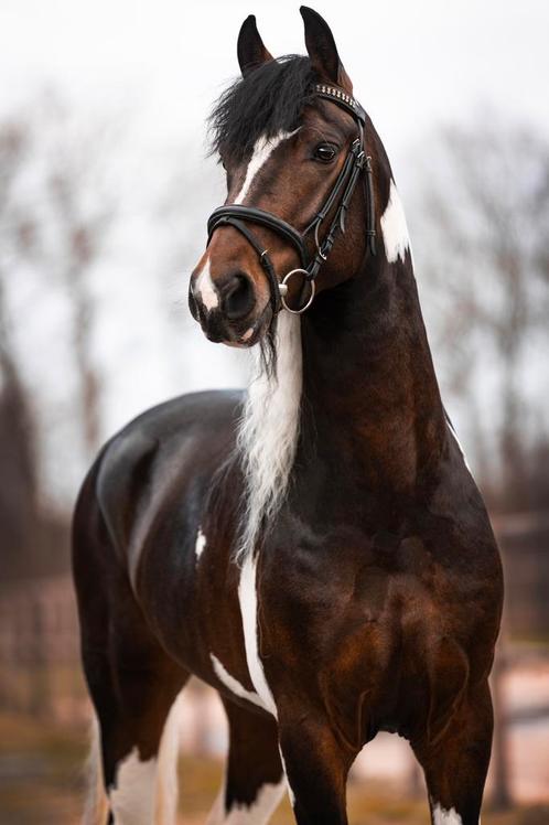 Prachtige Platenbonte Hengst, Dieren en Toebehoren, Paarden, Hengst, B, Minder dan 160 cm, 3 tot 6 jaar, Dressuurpaard