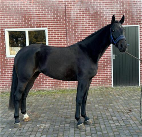 Mooie 4 jarige merrie Fontaine x Fidertanz Prijs 6000 euro!, Dieren en Toebehoren, Paarden, Merrie, Onbeleerd, 165 tot 170 cm