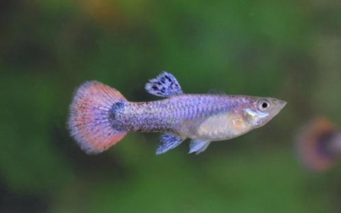 Hobbyaquarium poec ret Tuxedo pink female / guppy vrouwen, Dieren en Toebehoren, Vissen | Aquariumvissen, Zoetwatervis, Vis, Schoolvis