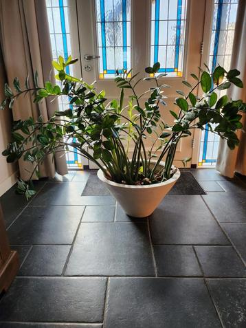 Prachtige grote kamerplant met pot