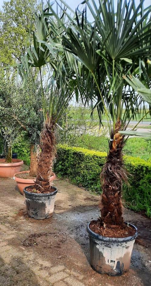 Palmboom trachycarpus fortunei winterhard., Tuin en Terras, Planten | Bomen, Palmboom, Volle zon, Zomer, Ophalen