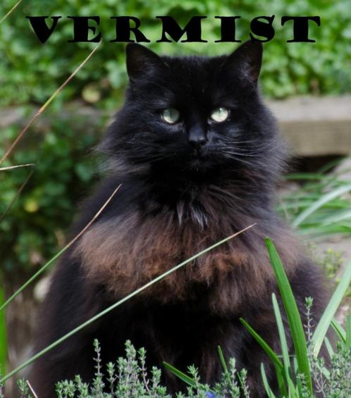 Vermist sinds december 2019, Dieren en Toebehoren, Vermiste en Gevonden Dieren, Kat