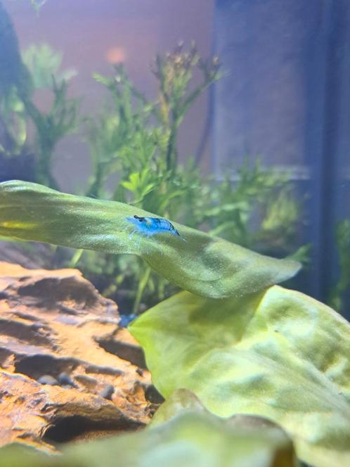 Blue dream/blue velvet garnalen, Dieren en Toebehoren, Vissen | Aquariumvissen, Zoetwatervis, Kreeft, Krab of Garnaal