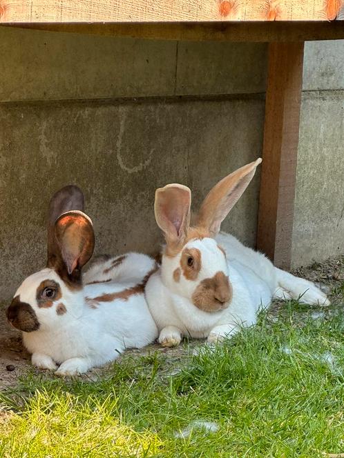 Groot Lotharingers in alle kleuren (België), Dieren en Toebehoren, Konijnen