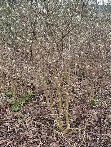 Diverse kleuren magnolia in de hoogte tot 170 cm .