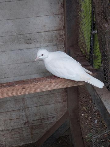 duif witte tortel  mannetje 