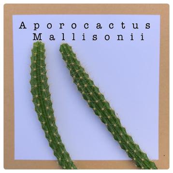 19. Aporocactus stekje €1,75