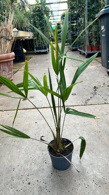 Vandaag Gratis Palmboom bij €25,00 of meer aan planten