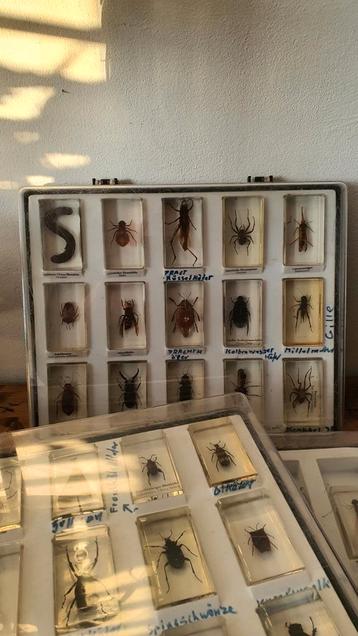Entomologie boxen met 33 insecten in hars gegoten 