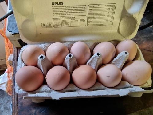 Broed Eieren brahma., Dieren en Toebehoren, Pluimvee | Toebehoren, Zo goed als nieuw, Ophalen