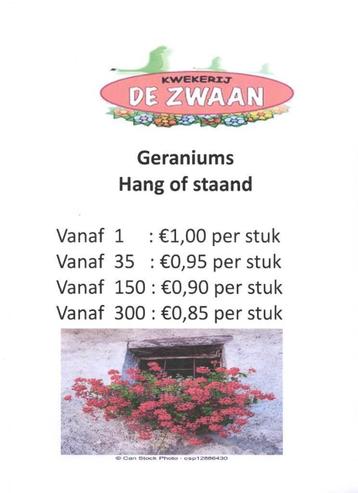 Geraniums