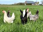 Jonge tamme groenleggers kippen te koop gesekst en ingeënt