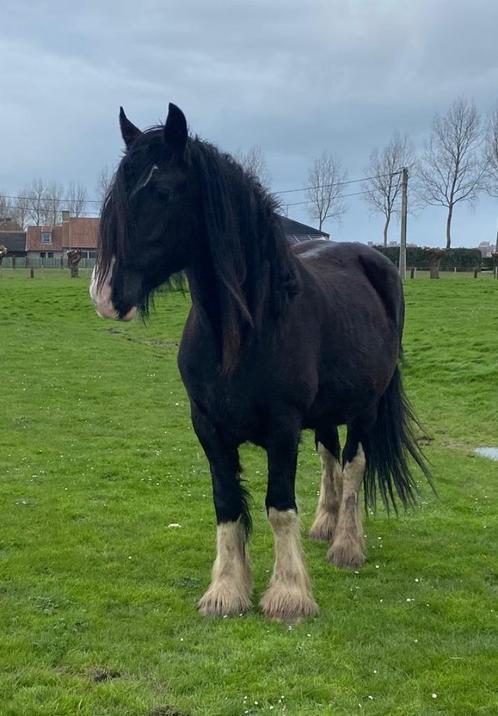 Drachtige Shire, Dieren en Toebehoren, Paarden, Merrie, 3 tot 6 jaar, Met stamboom, Gechipt, Ontwormd, Ingeënt