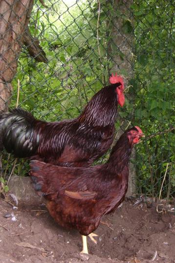 Broedeieren Rhode Island Red