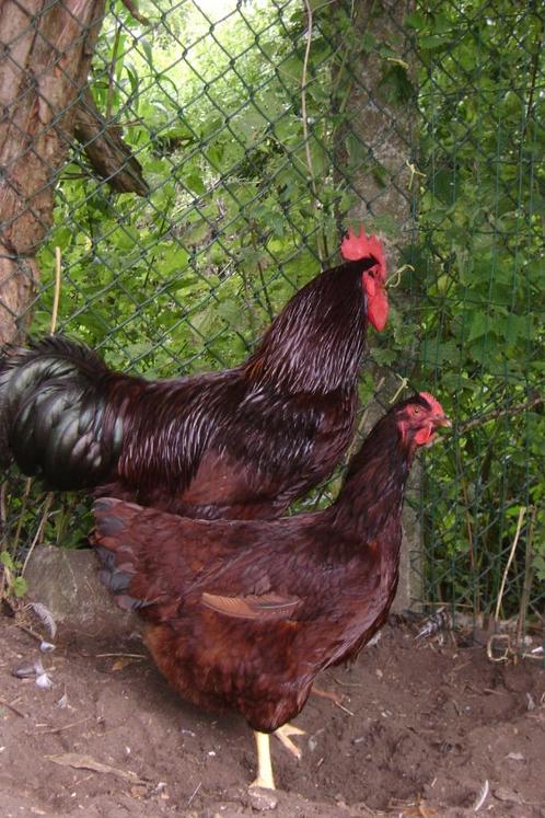 Broedeieren Rhode Island Red, Dieren en Toebehoren, Pluimvee, Kip, Geslacht onbekend