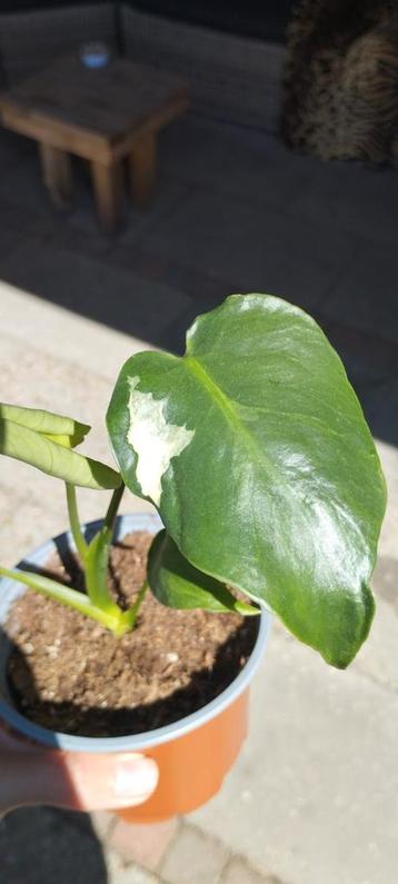 Bonte Monstera variegata 