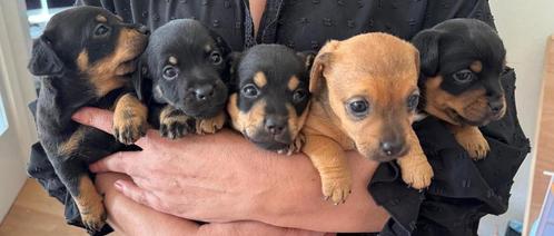 Jack Russell pups, Dieren en Toebehoren, Honden | Jack Russells en Terriërs, Meerdere dieren, Jack Russell Terriër, Particulier