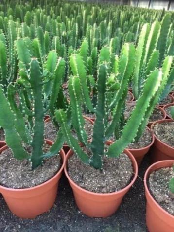 Prachtige mix cactussen in de 17 cm pot. Hoogte 20cm/65cm