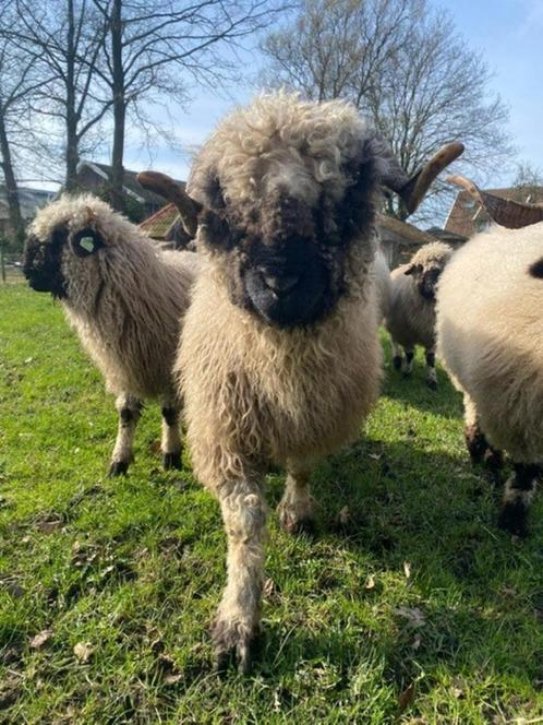 Walliser Schwarznase schapen te koop, Dieren en Toebehoren, Schapen, Geiten en Varkens, Schaap, Meerdere dieren, 3 tot 5 jaar