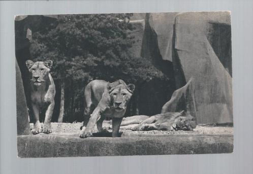 2549 Oude kaart dierentuin Parijs leeuwen, Verzamelen, Ansichtkaarten | Dieren, Ongelopen, Wild dier, Verzenden