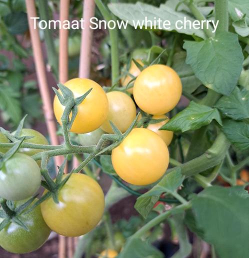 Zaden tomaat snow white cherry, Tuin en Terras, Bloembollen en Zaden, Voorjaar, Volle zon, Verzenden