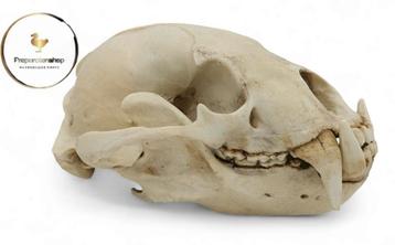 Replica schedel 1:1 cast Zonbeer