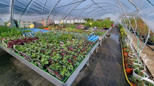 Tunnel kas 4 maanden oud, Tuin en Terras, Planten | Tuinplanten, Volle zon, Ophalen of Verzenden