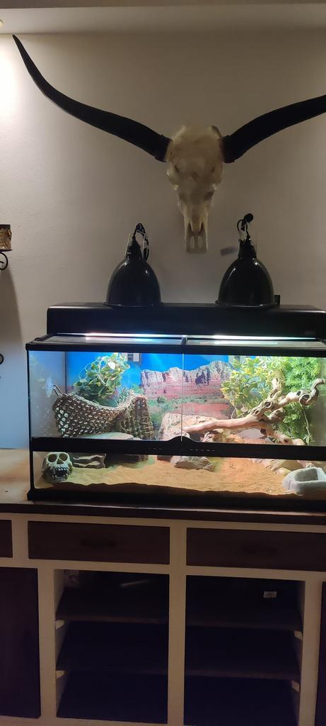 Baardagaam meisje met terrarium, Dieren en Toebehoren, Reptielen en Amfibieën, Met terrarium