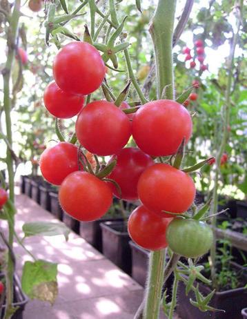 Tomatenplanten biologisch