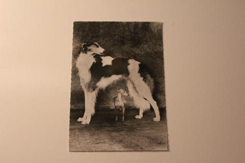Z/w Honden Postkaart - Barzoi en Pinscher 1962, France, Verzamelen, Ansichtkaarten | Dieren, Gelopen, 1960 tot 1980, Hond of Kat