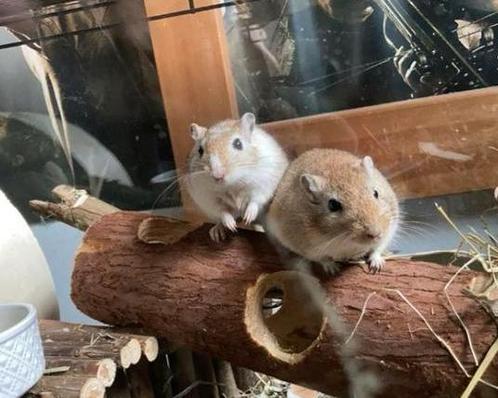 2 mannetjes gerbils, Dieren en Toebehoren, Knaagdieren, Mannelijk, Overige typen, Tam