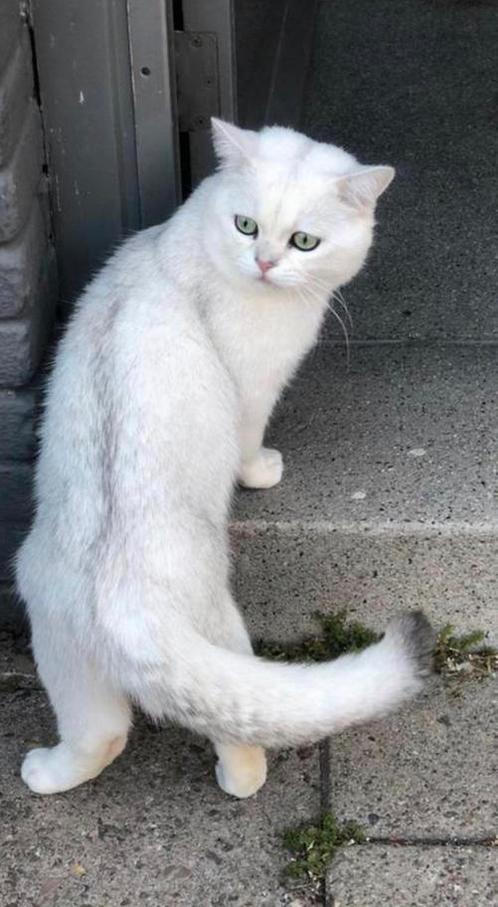 Prachtige Britse korthaar dekkater Silver shaded (ervaring), Dieren en Toebehoren, Katten en Kittens | Dekkaters