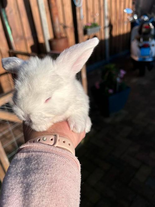 Franse hangoor konijntje, Dieren en Toebehoren, Konijnen, Groot, Meerdere dieren, 0 tot 2 jaar, Hangoor