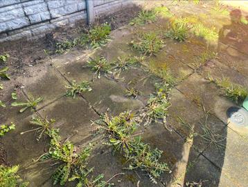 Terras reinigen, tuin tegels schoonmaken hoge druk N-H