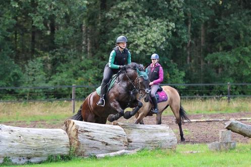 Leuke pony te koop, Dieren en Toebehoren, Pony's, Merrie, L, D pony (1.37m tot 1.48m), Recreatiepony, 11 jaar of ouder